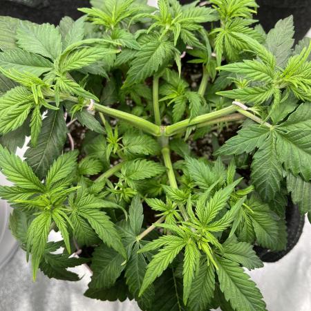 Ak 47 x Hindu Kush F1