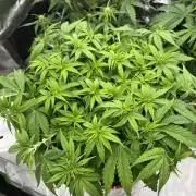 Ak 47 x Hindu Kush F1