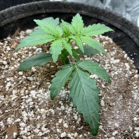 Mystery Strain 🌱 Photo P