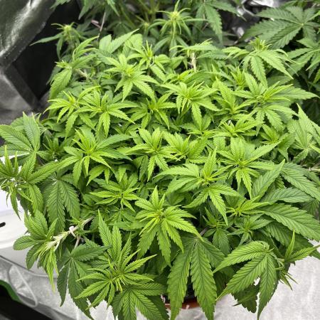 Ak 47 x Hindu Kush F1