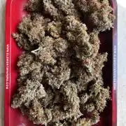 Royal Ak Auto x TCP F1 Auto 🍪💤