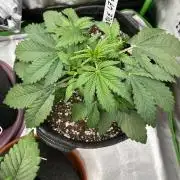 Royal AK A x Tropicana cookies purple A