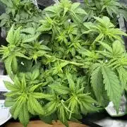 Ak 47 x Hindu Kush F1