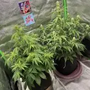 Royal AK A x Tropicana cookies purple A
