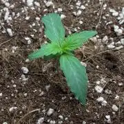 Mystery Strain 🌱 Photo P