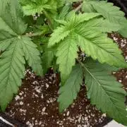 Ak 47 x Hindu Kush F1