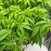 Ak 47 x Hindu Kush F1