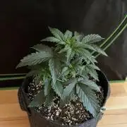 Royal Ak Auto x TCP F1 Auto 🍪💤