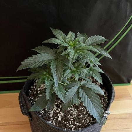 Royal Ak Auto x TCP F1 Auto 🍪💤