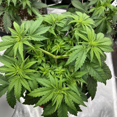 Ak 47 x Hindu Kush F1