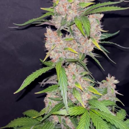 Royal Ak Auto x TCP F1 Auto 🍪💤