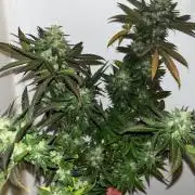 Ak 47 x HDK F1 Clones Indoor | Outdoor