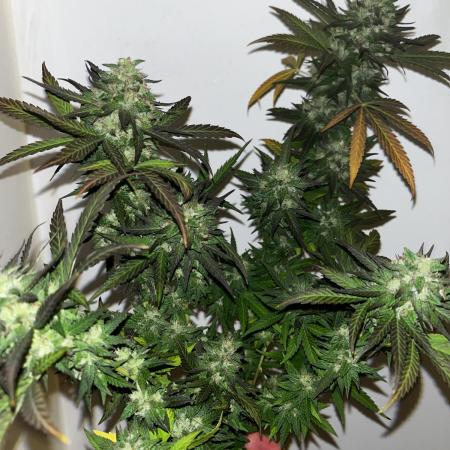 Ak 47 x HDK F1 Clones Indoor | Outdoor