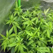 Ak 47 x HDK F1 Clones