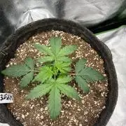 Mystery Strain 🌱 Photo P