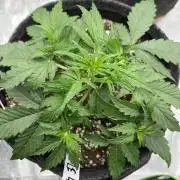 Royal AK A x Tropicana cookies purple A