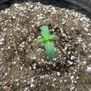 Mystery Strain 🌱 Photo P