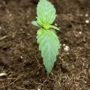 Purple 47 Auto’s 🌱