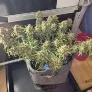 GTools Orange bud auto