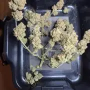 GTools Orange bud auto