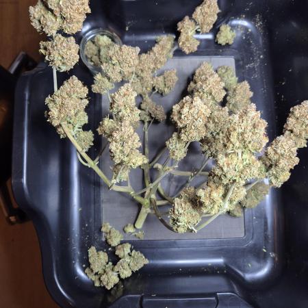 GTools Orange bud auto