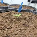 GTools Platinum Mimosa Cookies XL