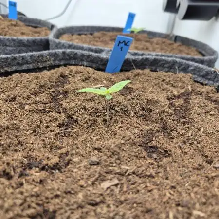 GTools Platinum Mimosa Cookies XL