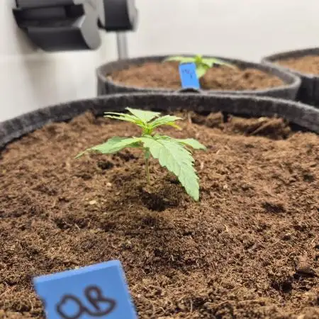 GTools Orange bud auto