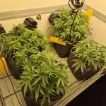 GTools Strawberry banana