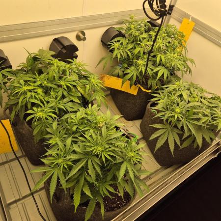 GTools Strawberry banana