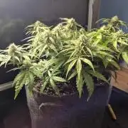 GTools Orange bud auto