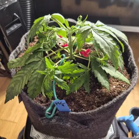 GTools Platinum Mimosa Cookies XL