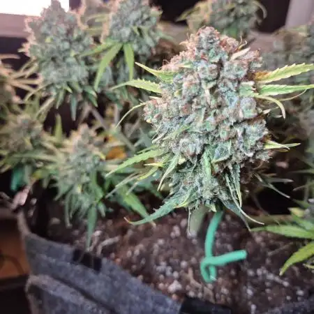 GTools Orange bud auto