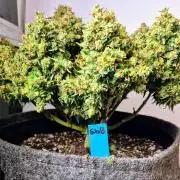 GTools Strawberry banana