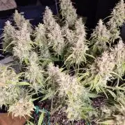 GTools Platinum Mimosa Cookies XL