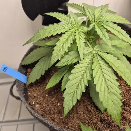 GTools Orange bud auto