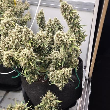 GTools Platinum Mimosa Cookies XL