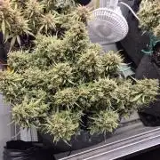 GTools Strawberry banana