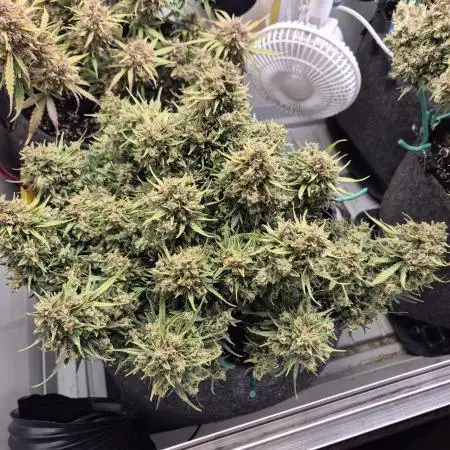 GTools Strawberry banana