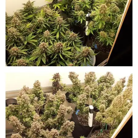 Strawberry Gorilla spring grow!