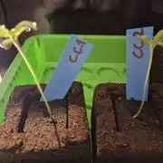 Gtools Cherry Cola Auto  RF3