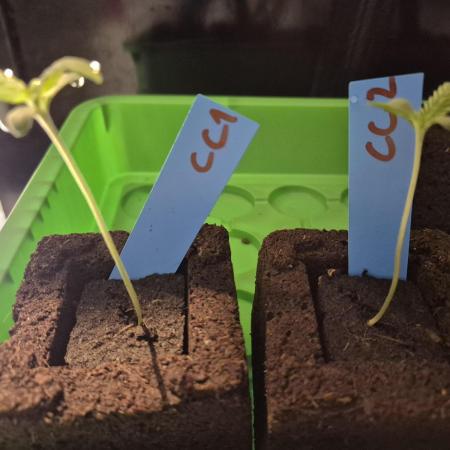 Gtools Cherry Cola Auto  RF3