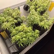 GTools Strawberry banana