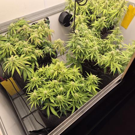 GTools Strawberry banana