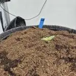 GTools Strawberry banana