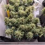 GTools Strawberry banana