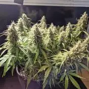 GTools Platinum Mimosa Cookies XL