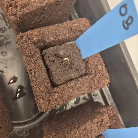 GTools Orange bud auto
