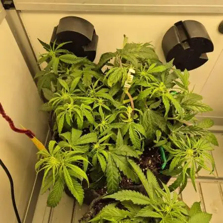 GTools Orange bud auto