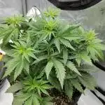 First grow in the new setup